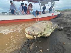 Cocodrilos Rio Tárcoles Costa Rica