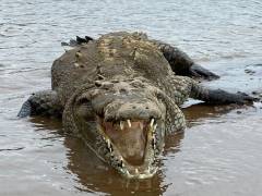 Cocodrilos Rio Tárcoles Costa Rica
