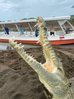 Cocodrilos Rio Tárcoles Costa Rica