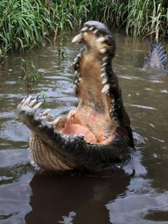 Cocodrilos Rio Tárcoles Costa Rica