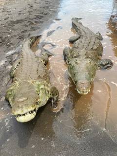 Cocodrilos Rio Tárcoles Costa Rica