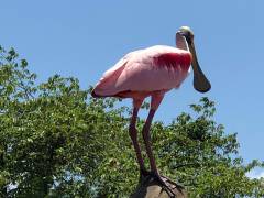 Cocodrilos Rio Tárcoles Costa Rica