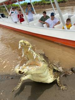Cocodrilos Rio Tárcoles Costa Rica